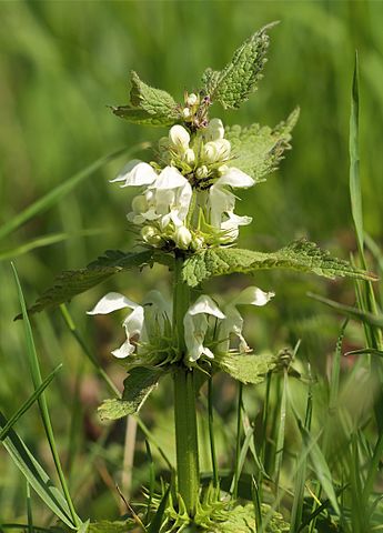 Lamium album